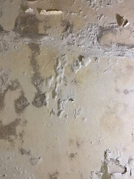 Best Bathroom Mold Remediation in Paisley, FL